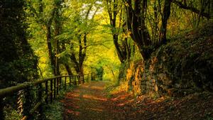 a path through the woods forest wallpaper