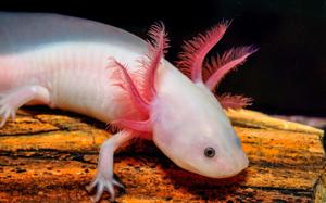 A peaceful Axolotl, peacefully resting at the bottom of the tank. axolotl wallpaper