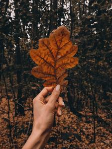 a person holding a leaf in the forest fall aesthetic wallpaper