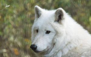A picture of a majestic white wolf in the wilderness wolf wallpaper