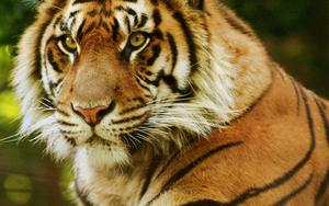 A piercing gaze from the King of the Jungle tiger wallpaper