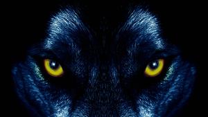 A piercing gaze of a yellow wolf wolf wallpaper