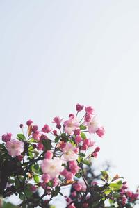 a pink flower is growing on a tree nature flower wallpaper