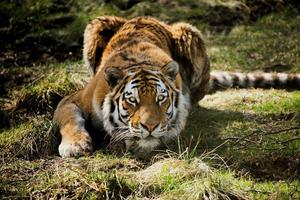 A Powerful Tiger on the Hunt tiger wallpaper
