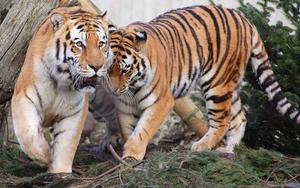A predator's bond - Tiger and Pine unite tiger wallpaper