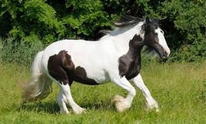 A proud and majestic white horse in its natural habitat horse wallpaper