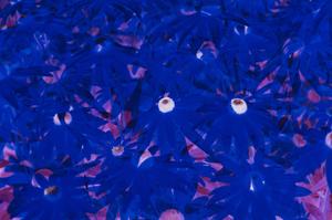 A psychedelic pattern of beautiful blue flowers trippy wallpaper