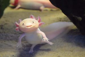 A rare albino axolotl swimming in a clear tank axolotl wallpaper