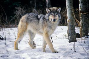A Restless Wolf Exhibiting Its Natural Instinct wolf wallpaper