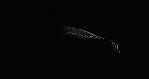 A silhouette of a leaf on a black background black wallpaper