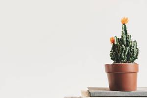 A Simple, Yet Eye-Catching Minimalist Potted Cactus minimalist wallpaper