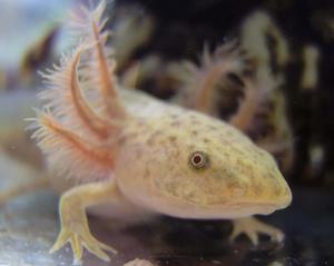 a small axolotl with long hair and a horn axolotl wallpaper