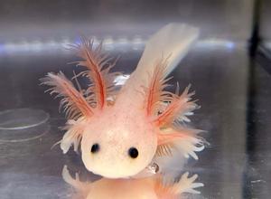a small axolotl with long hair and pink feathers axolotl wallpaper