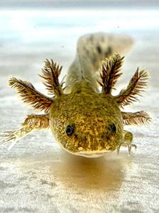 A smiley Axolotl to bring joy and smiles! axolotl wallpaper