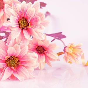 A spring-like bouquet of beautiful daisies flower wallpaper