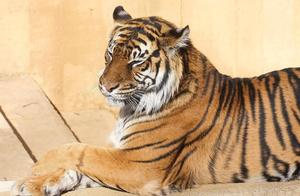 A Stunning Bengal Tiger Sitting Pretty in the Wildlife tiger wallpaper