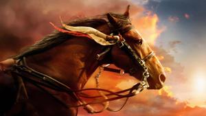 A Stunning Furry Horse in its Natural Environment horse wallpaper