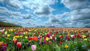 A stunning sea of tulips in bloom flower wallpaper