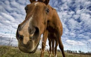 A stunningly beautiful horse running in an open field. horse wallpaper
