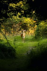 A sunlit morning in the forest forest wallpaper