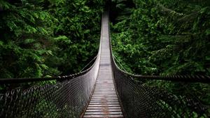a suspension bridge spanning over a forest 1080p wallpaper
