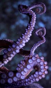 A tentacle of a live octopus reaches out from its intertidal rocky home. live wallpaper