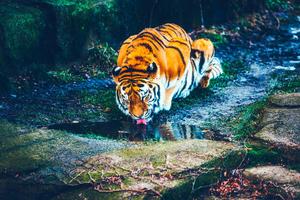 A tiger drinking fresh water in its natural habitat tiger wallpaper