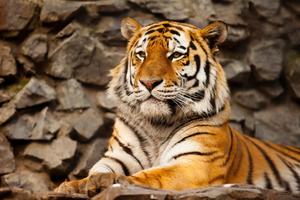 A tiger in his natural habitat tiger wallpaper