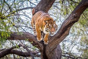 A Tiger Leaps Through the Trees tiger wallpaper