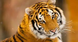A tiger stalking its prey in a lush foliage tiger wallpaper