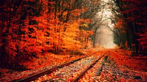 a train tracks in the forest with red leaves fall aesthetic wallpaper