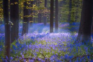 A tranquil view of the vibrant and lush landscape in the spring. spring wallpaper