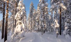 A tranquil walk through the forest at sunset forest wallpaper