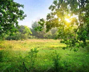 A vast grassy field basking in the warmth of the spring sunlight spring wallpaper
