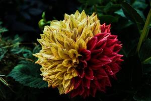 A Vibrant Dahlia Bringing Colorful Joy flower wallpaper