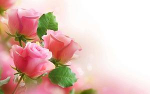 A vibrant field of brilliant nature flower blooms nature flower wallpaper
