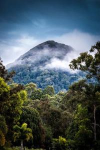 A Vibrant Leafy Treetop Home Screen Wallpaper home screen wallpaper