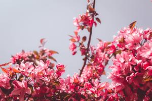 A vibrant mix of pink flowers for a bright aesthetic aesthetic wallpaper