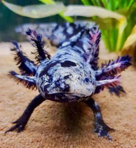 A vibrant pink axolotl standing among lush aquatic plants axolotl wallpaper