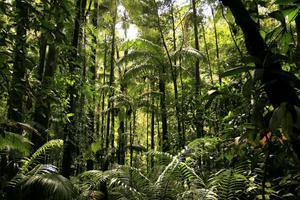 A view of a beautiful sun-lit, green forest forest wallpaper