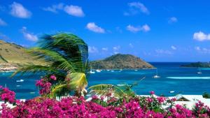 a view of the ocean with pink flowers and palm trees 1080p wallpaper