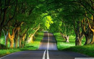 A Warm Road Through the Trees on a Stunning Summer Day summer wallpaper