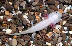 a white axolotl laying on a gravel bed axolotl wallpaper