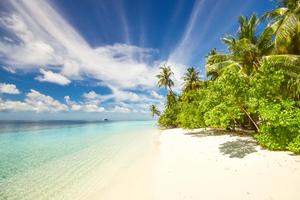 a white sandy beach with palm trees and blue water beach wallpaper