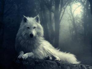 A White Wolf in the Forest wolf wallpaper