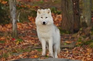 a white wolf standing on a rock in the woods wolf wallpaper