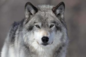 A white wolf stands majestically against a dark forest background. wolf wallpaper
