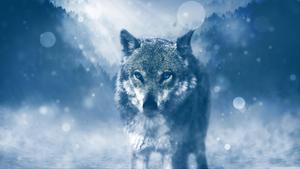 A Wolf Prowling the Cold Winter Night wolf wallpaper