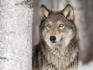 A Wolf Staring at the Full Moon in the Night Sky wolf wallpaper