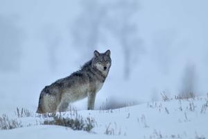 A Wolf Staring off Into the Distance on a Rocky Outcrop wolf wallpaper
